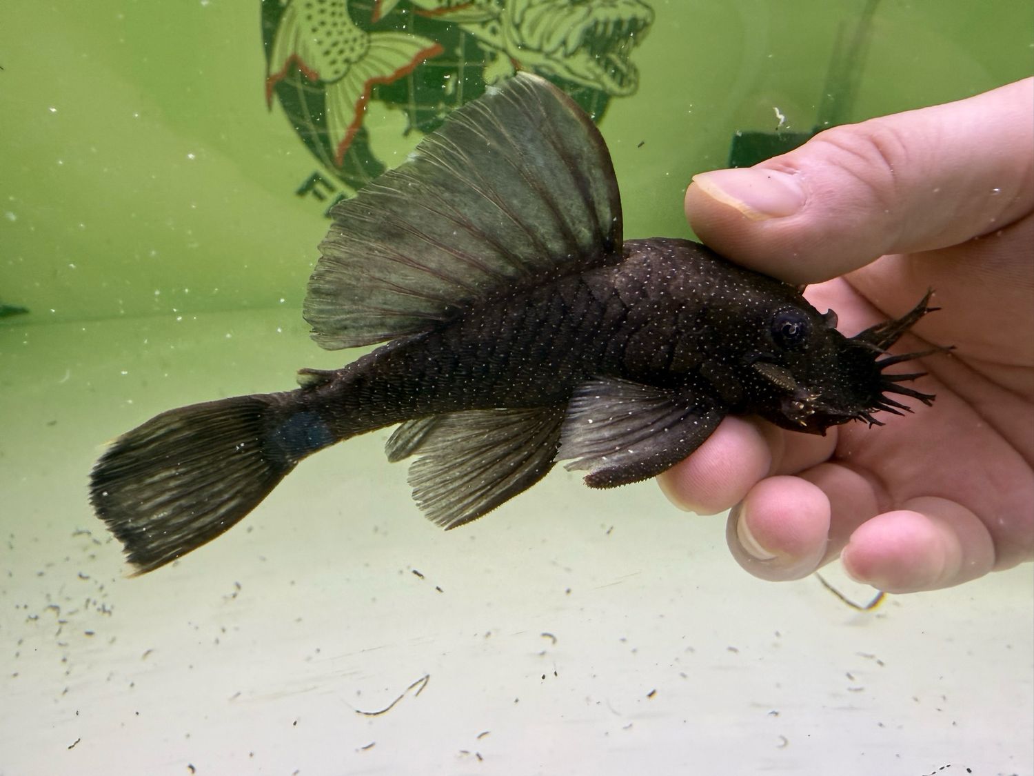 L183 Starlight Bristlenose Pleco