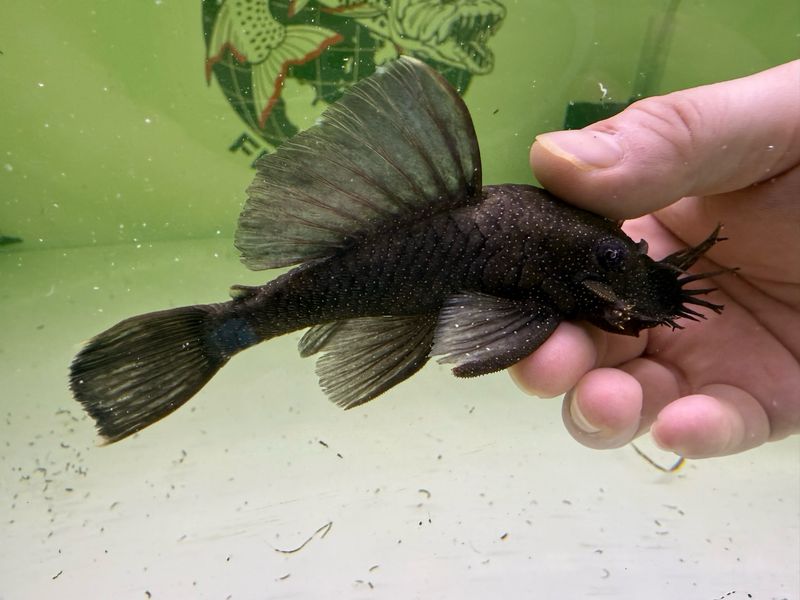 L183 Starlight Bristlenose Pleco