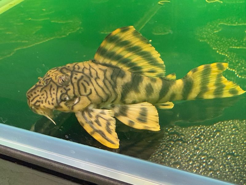 L135 Demini Worm Line Pleco