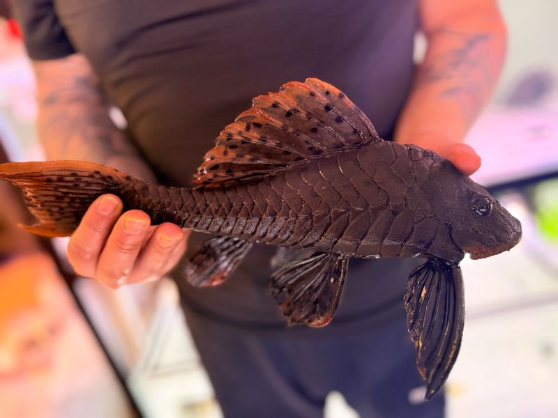 L095 Orange Cheek Pinecone Pleco