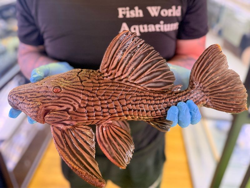 L027 Woodgreen Royal Tocantins Pleco