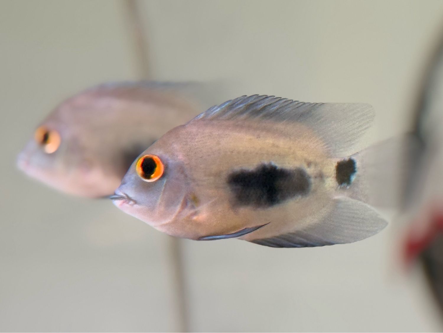 Uaru Cichlid