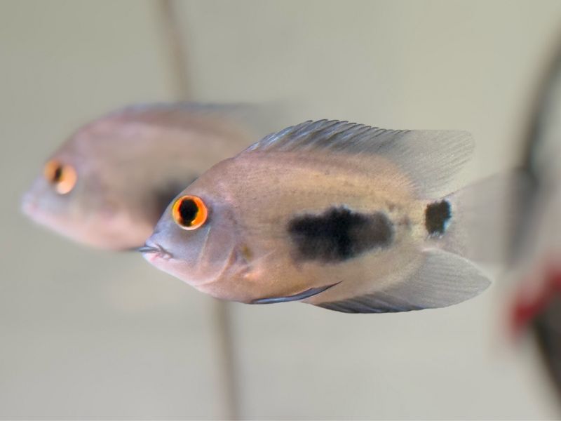 Uaru Cichlid