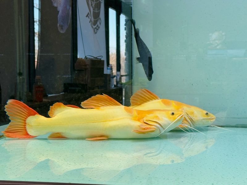 Golden Redtail Catfish