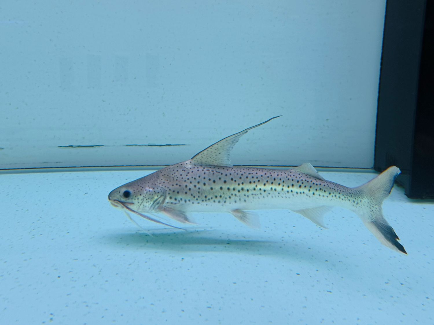 Lince Catfish