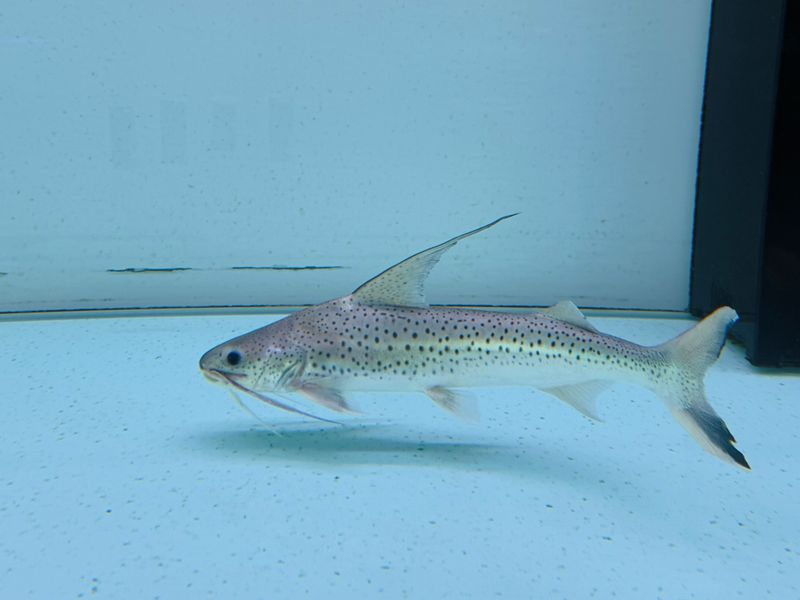 Lince Catfish