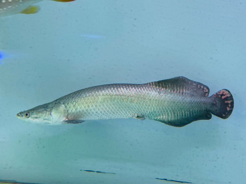 Arapaima Gigas