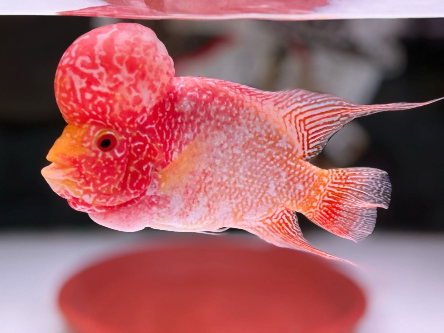 Golden Base Flowerhorn Cichlid