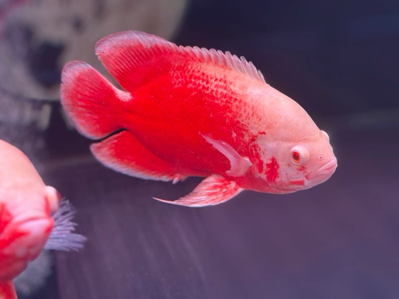 Fire Red Oscar