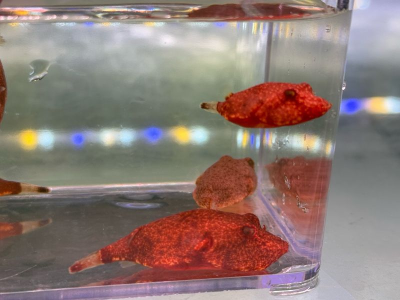 Red Congo Puffer