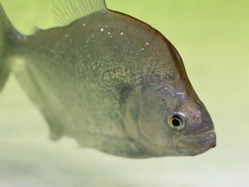 Geryi Piranha - Violet Line Piranha