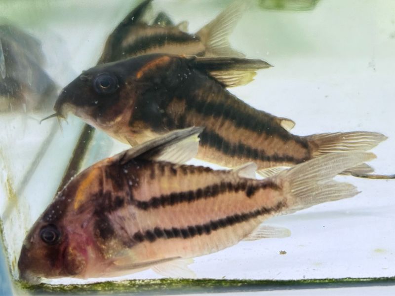 Cw127 super 2 lines Ornatus Cory