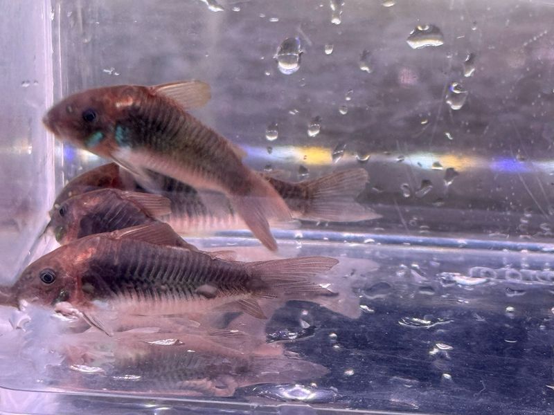 Bronze Cory