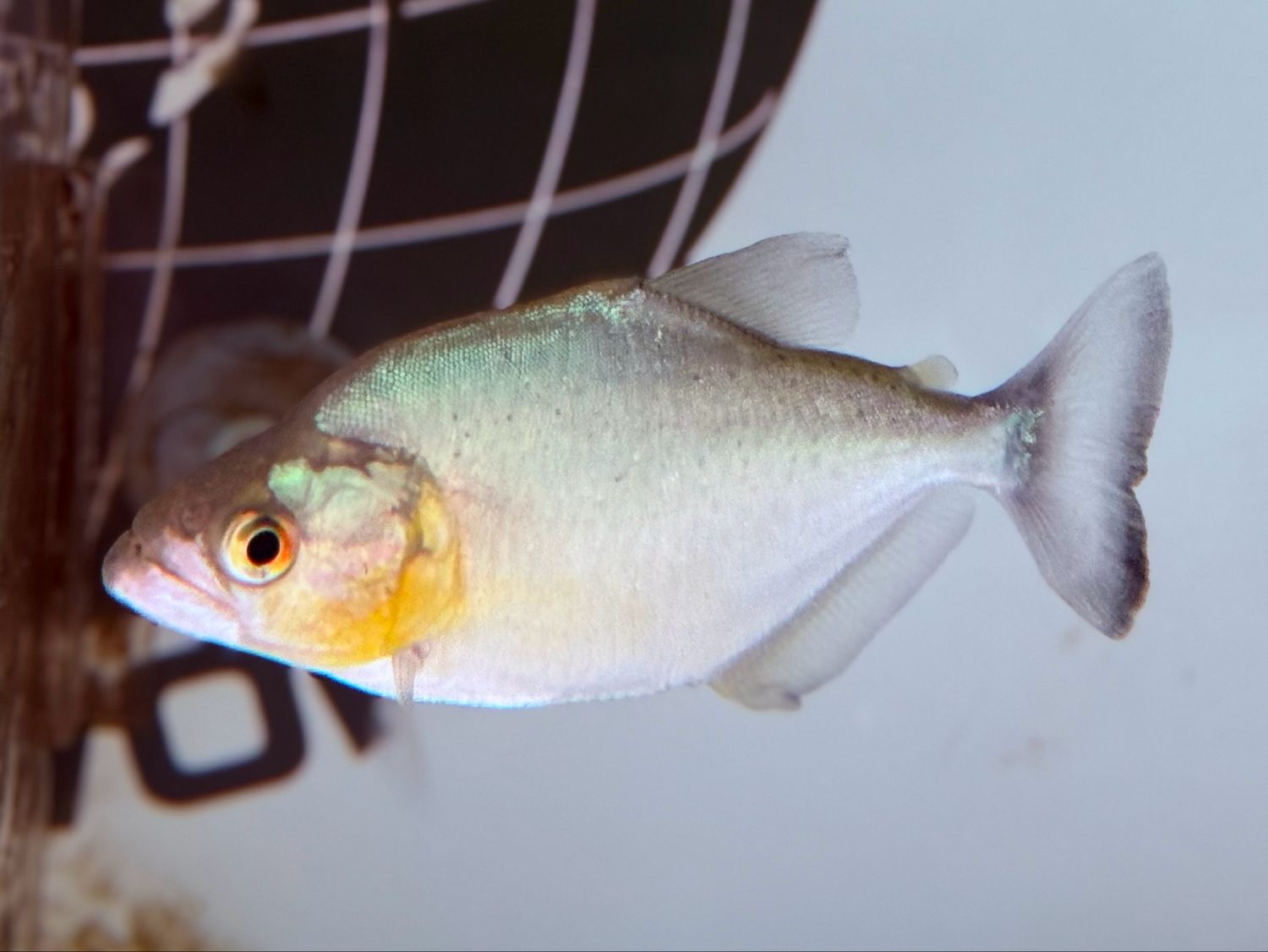 Black Peru Piranha
