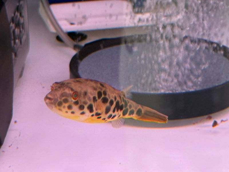 Spotted Congo Puffer Fish
