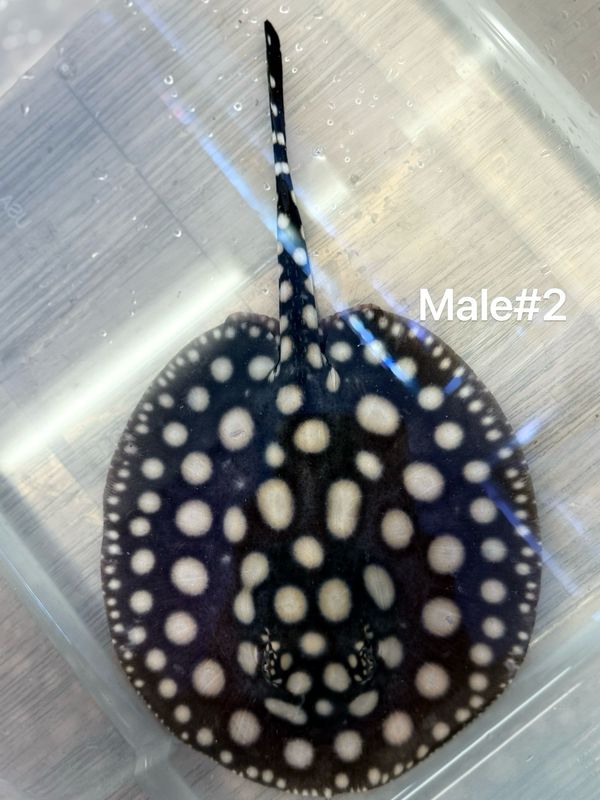 Black Diamond Stingray (Potamotrygon Leopoldi) Male