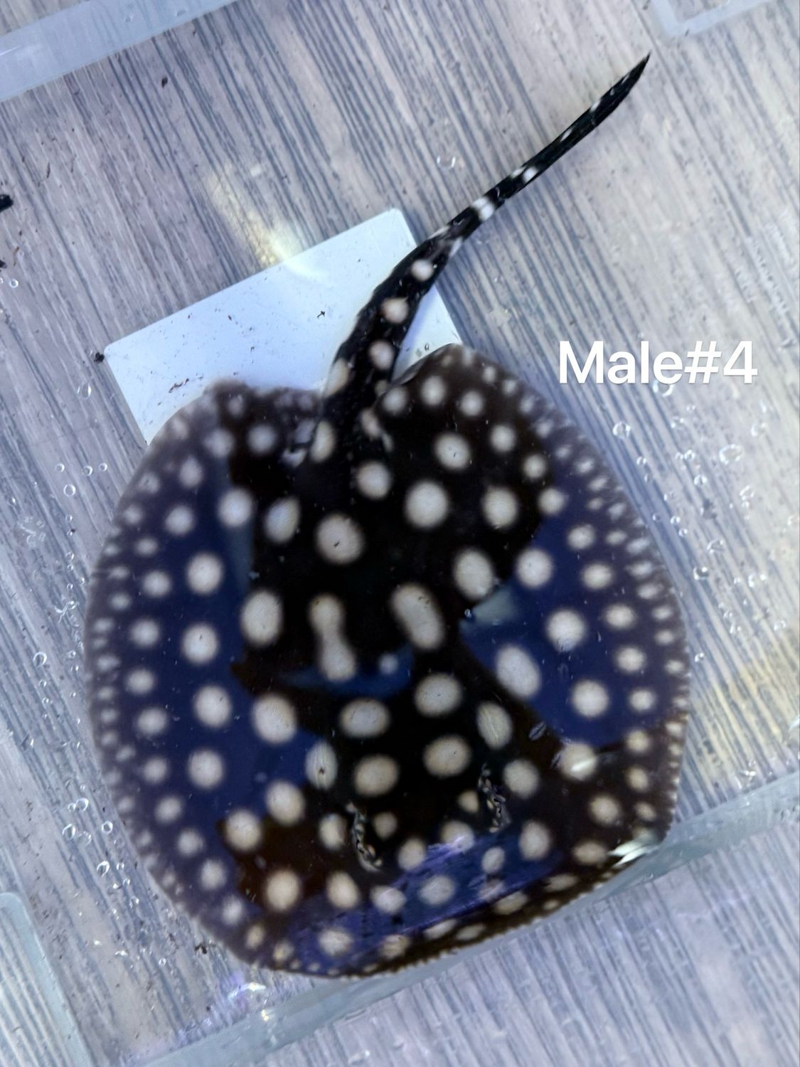 Black Diamond Stingray (Potamotrygon Leopoldi) Male