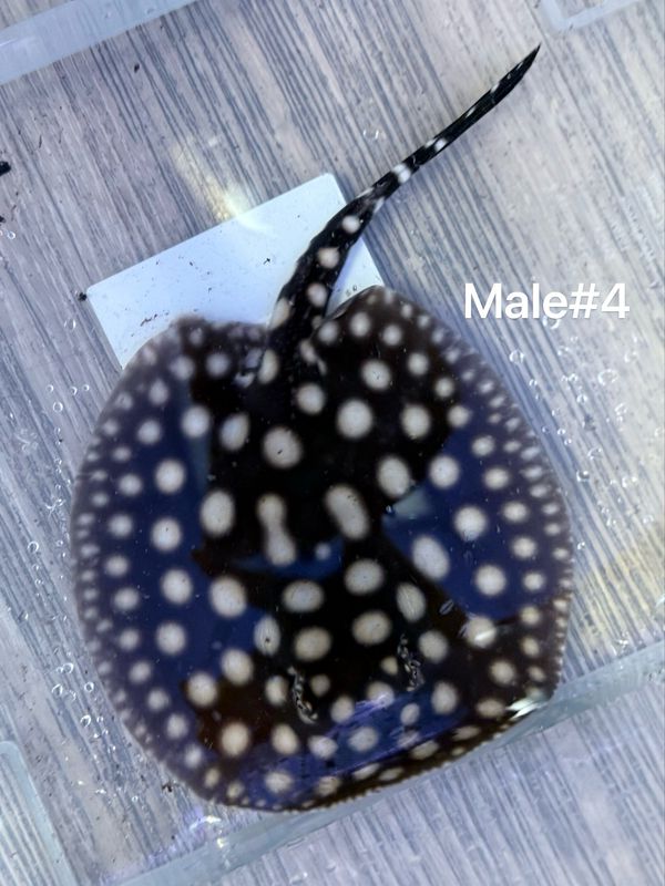Black Diamond Stingray (Potamotrygon Leopoldi) Male