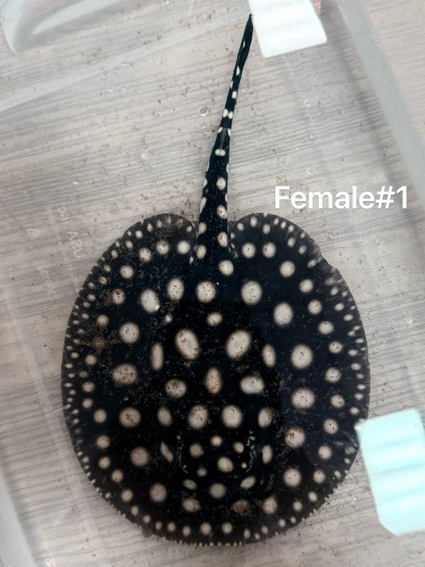 Black Diamond Stingray (Potamotrygon Leopoldi)Female