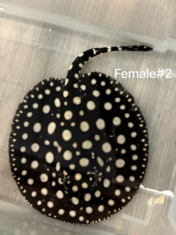 Black Diamond Stingray (Potamotrygon Leopoldi)Female