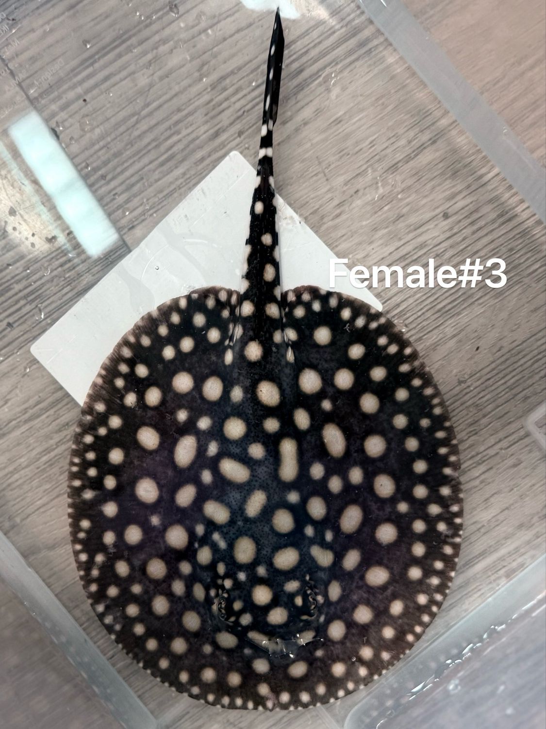 Black Diamond Stingray (Potamotrygon Leopoldi) Female