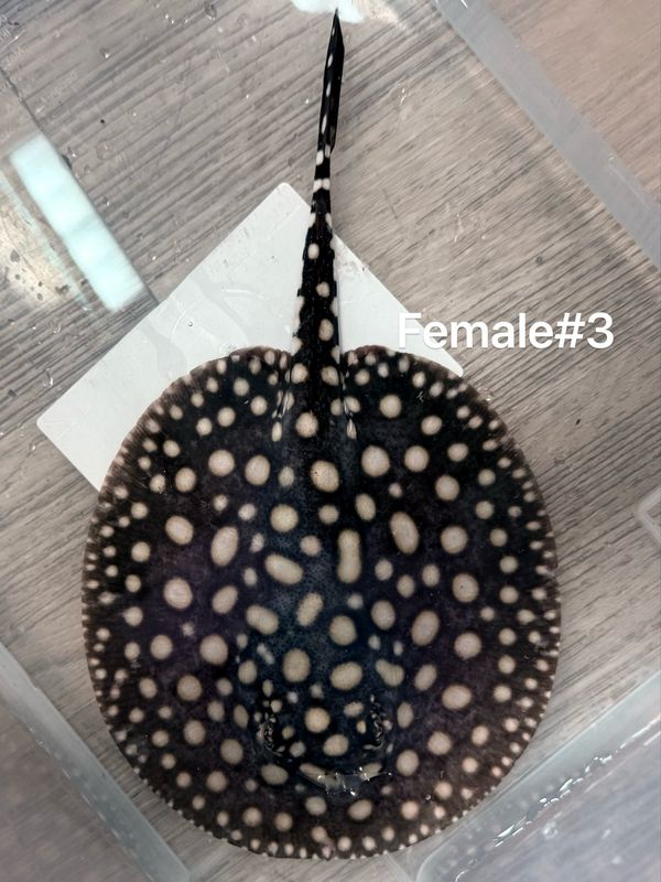 Black Diamond Stingray (Potamotrygon Leopoldi) Female