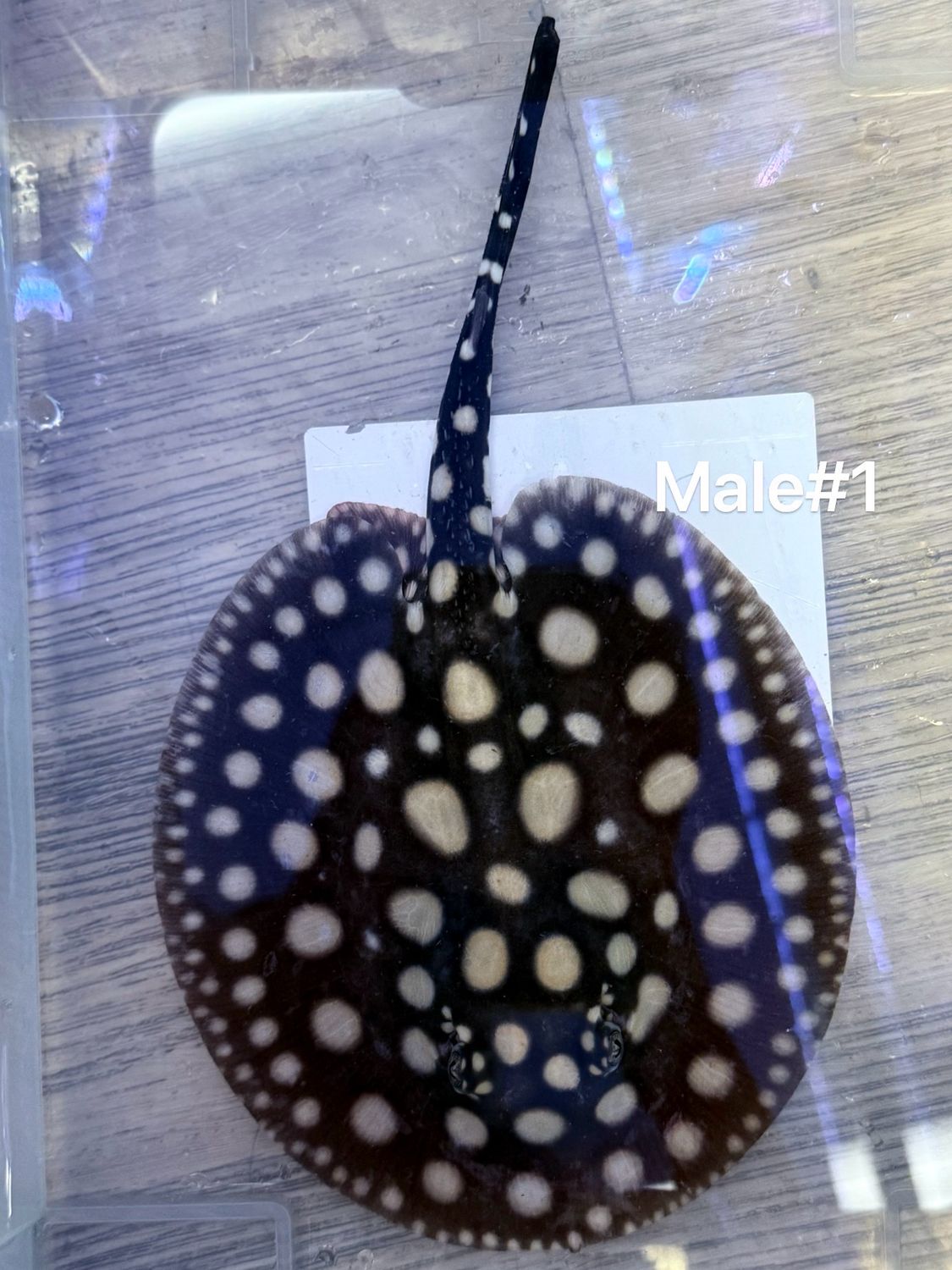 Black Diamond Stingray (Potamotrygon Leopoldi) Male