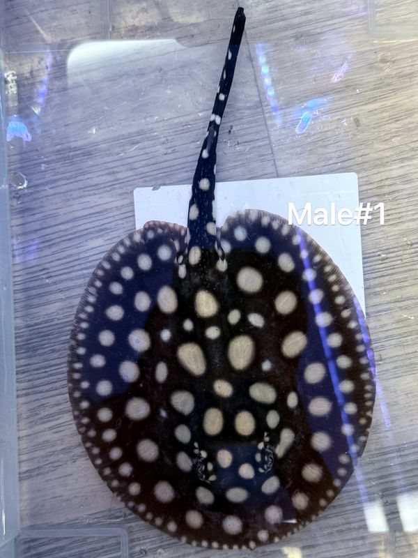 Black Diamond Stingray (Potamotrygon Leopoldi) Male