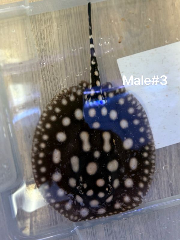 Black Diamond Stingray (Potamotrygon Leopoldi) Male