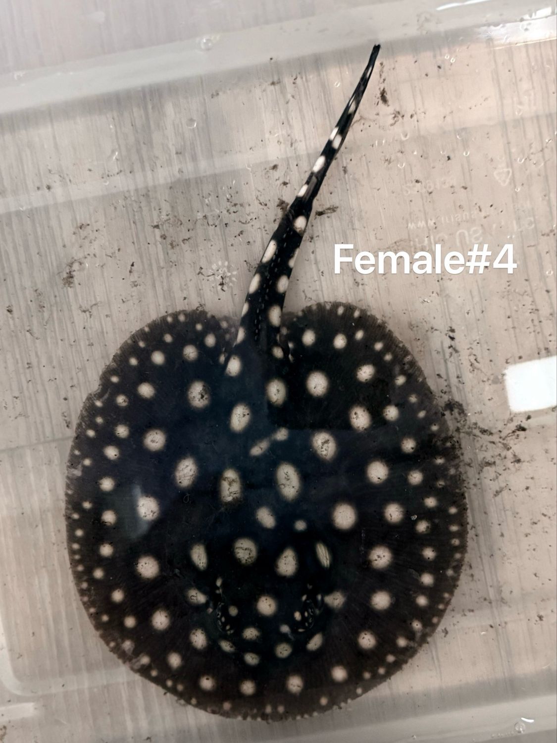 Black Diamond Stingray (Potamotrygon Leopoldi) Female