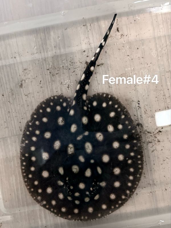 Black Diamond Stingray (Potamotrygon Leopoldi) Female