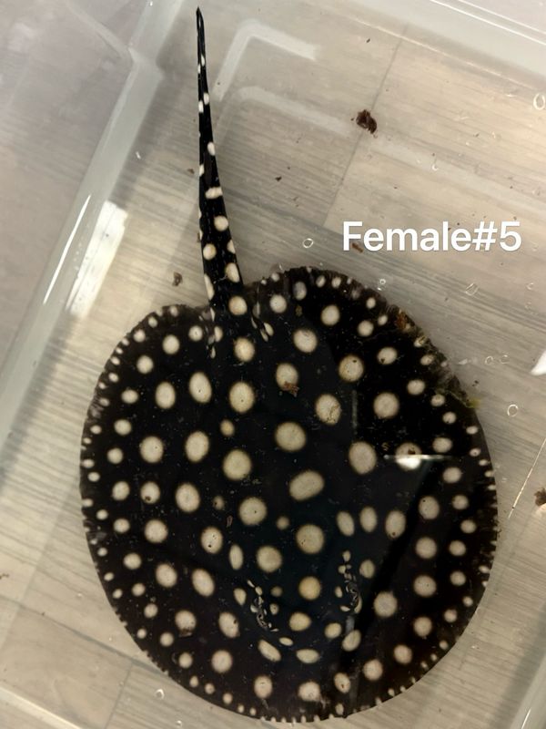 Black Diamond Stingray (Potamotrygon Leopoldi) Female