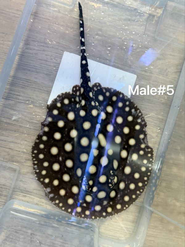 Black Diamond Stingray (Potamotrygon Leopoldi) Male