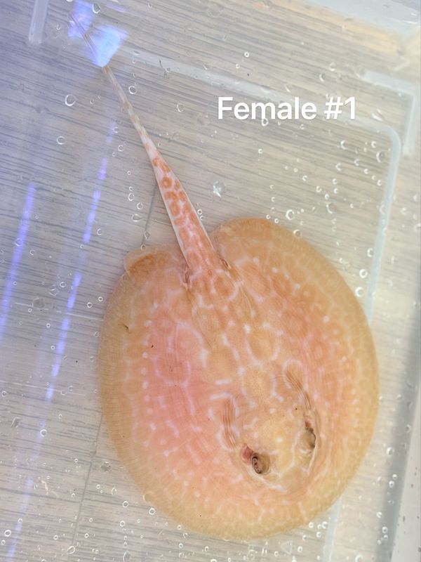 Albino Pearl Stingray (Potamotrygon Jabuti) Female