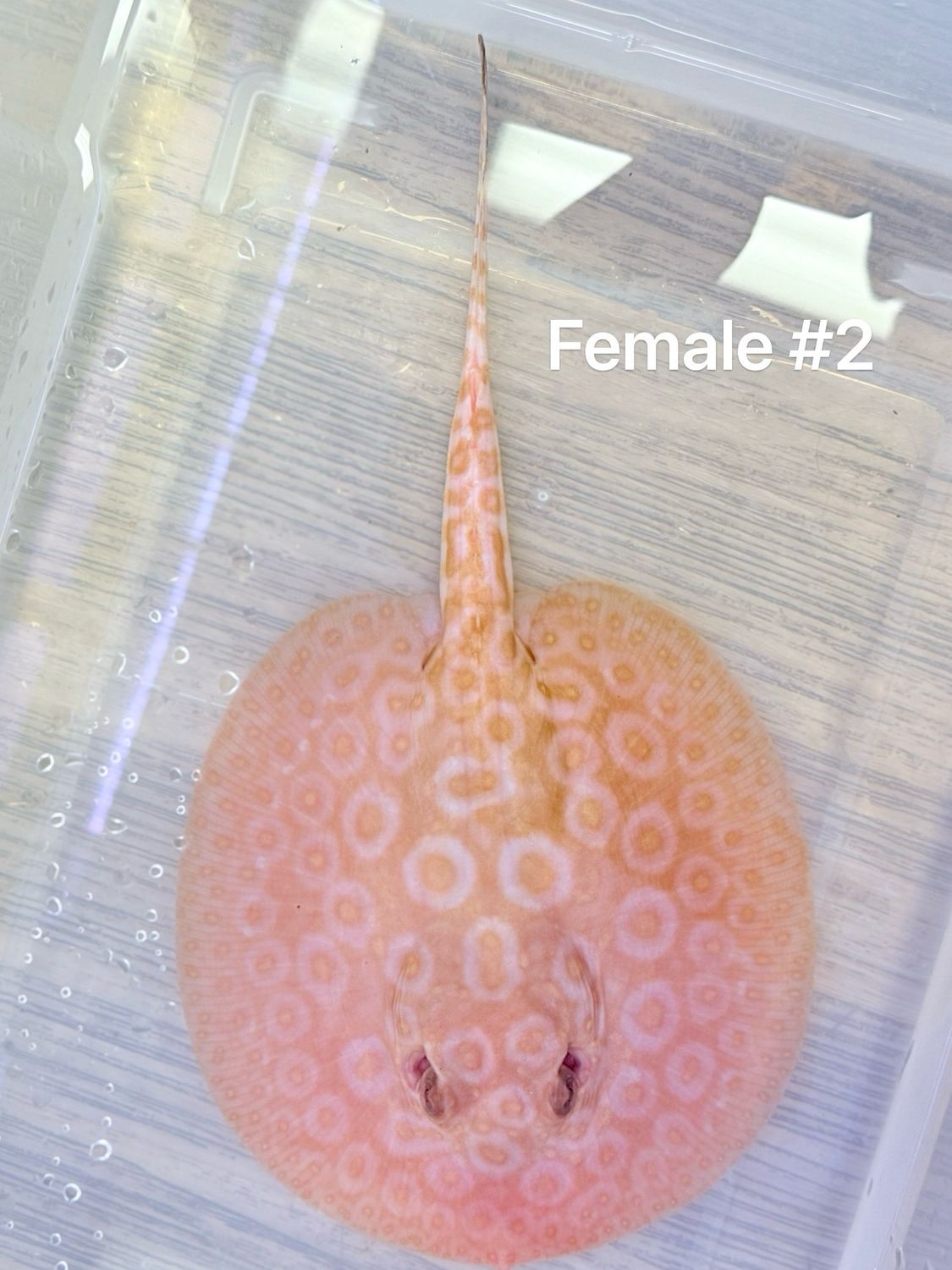 Albino Pearl Stingray (Potamotrygon Jabuti)Female