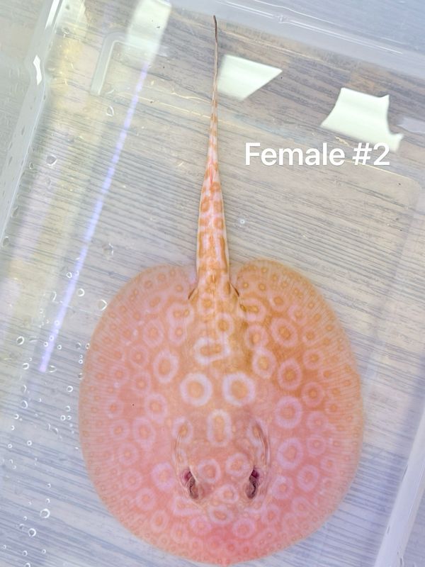 Albino Pearl Stingray (Potamotrygon Jabuti)Female