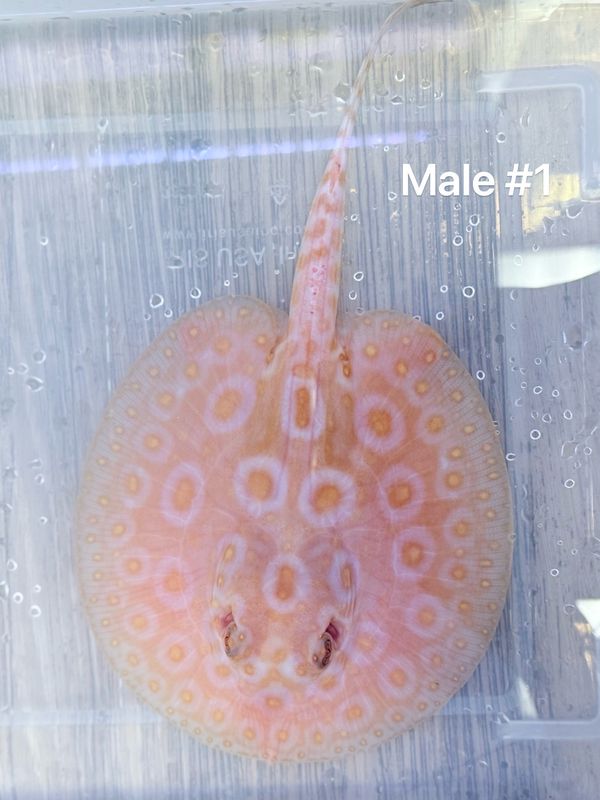 Albino Pearl Stingray (Potamotrygon Jabuti) Male