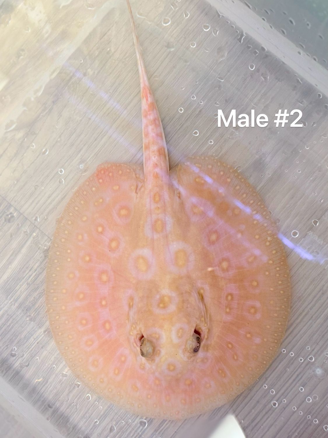 Albino Pearl Stingray (Potamotrygon Jabuti) Male
