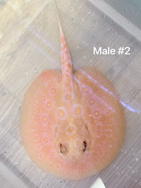 Albino Pearl Stingray (Potamotrygon Jabuti) Male