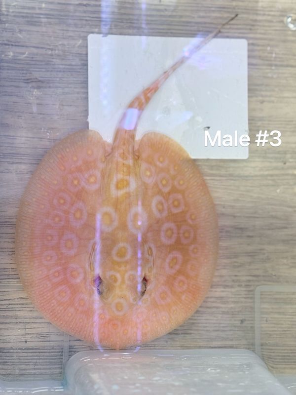 Albino Pearl Stingray (Potamotrygon Jabuti) Male