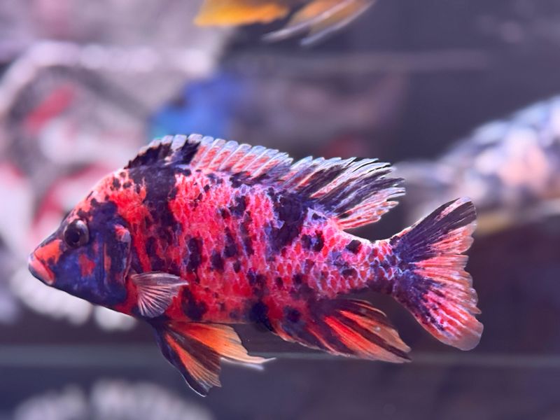 OB peacock cichlid