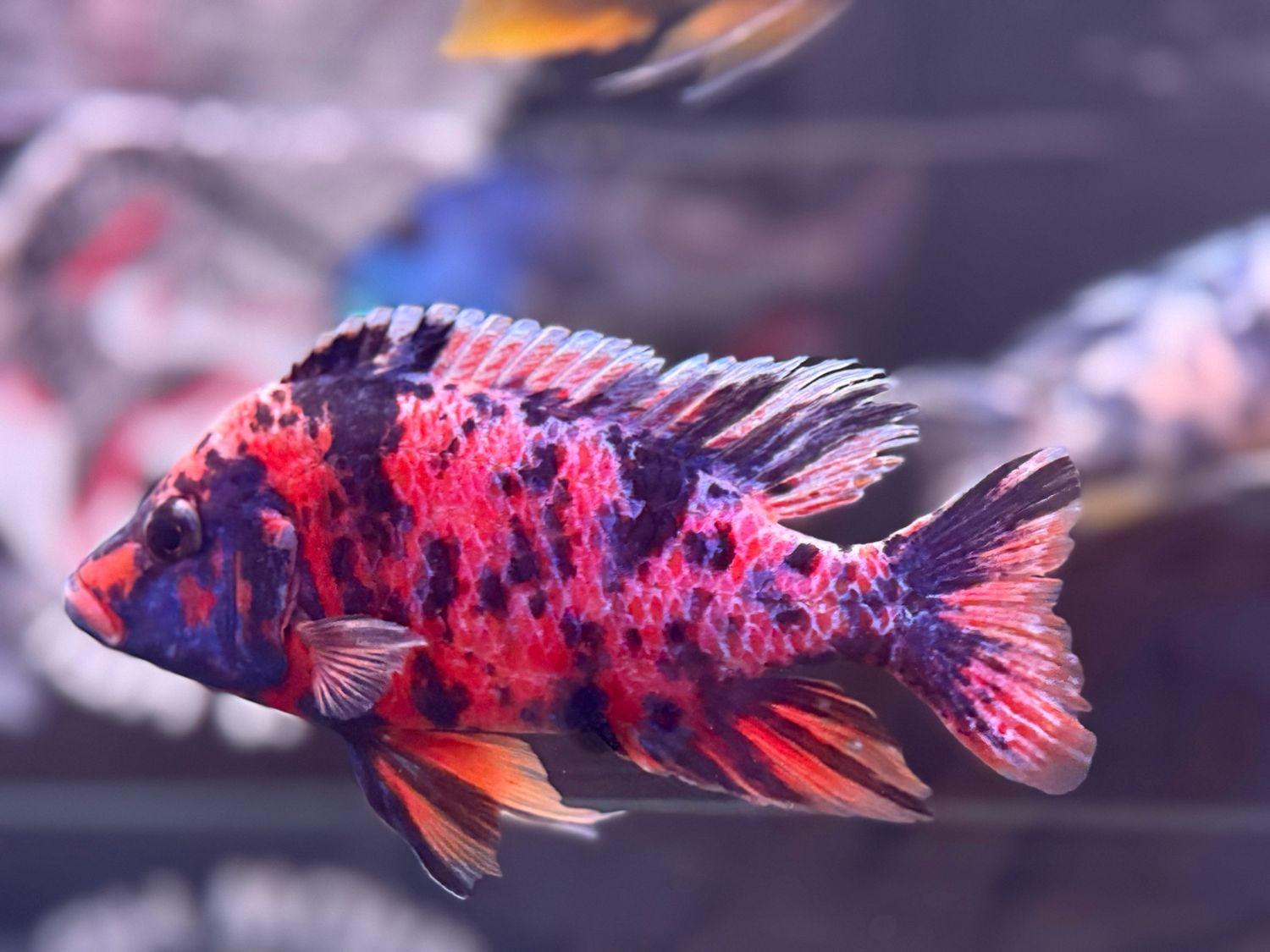 OB peacock cichlid
