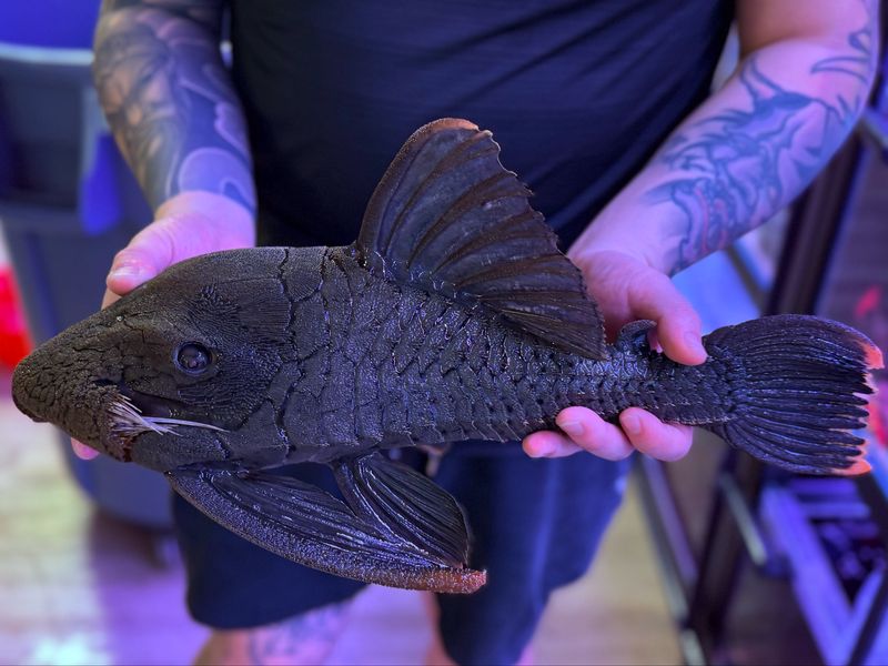 L191 Dull Eyed Royal Pleco (Panaque cf. nigrolineatus)