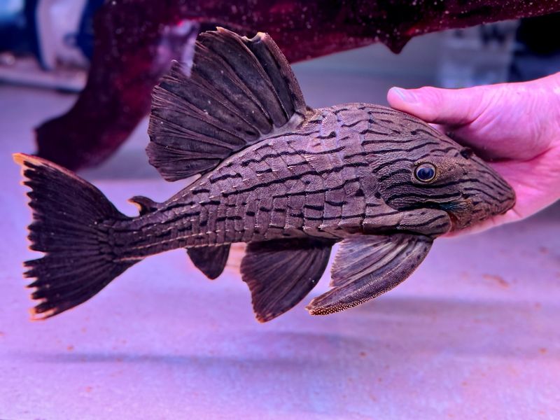 L191 Dull Eyed Royal Pleco (Panaque cf. nigrolineatus)
