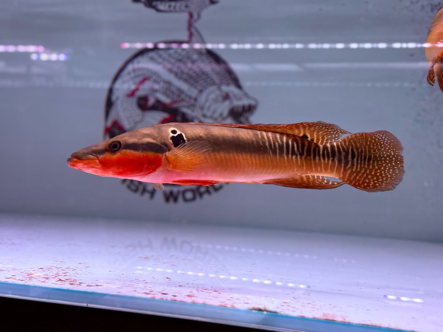Zebra Pike Cichlid (Crenicichla zebrina)