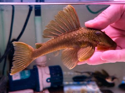 L200 Green Phantom Pleco