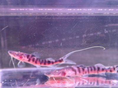 Tigrinus Catfish (Pseudoplatystoma tigrinum)