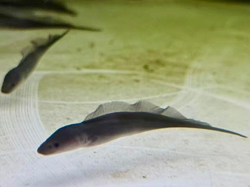 Aba Aba Knifefish (Gymnarchus niloticus)