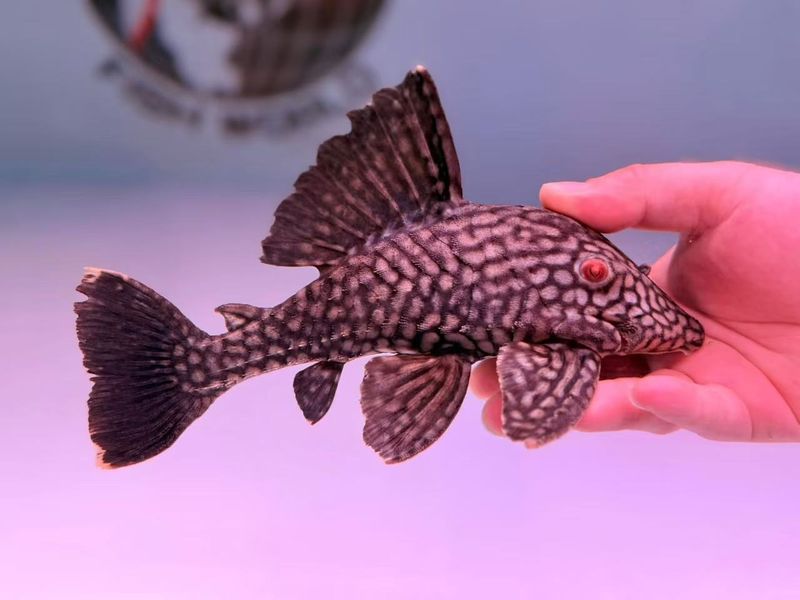 L330 Watermelon Royal Pleco