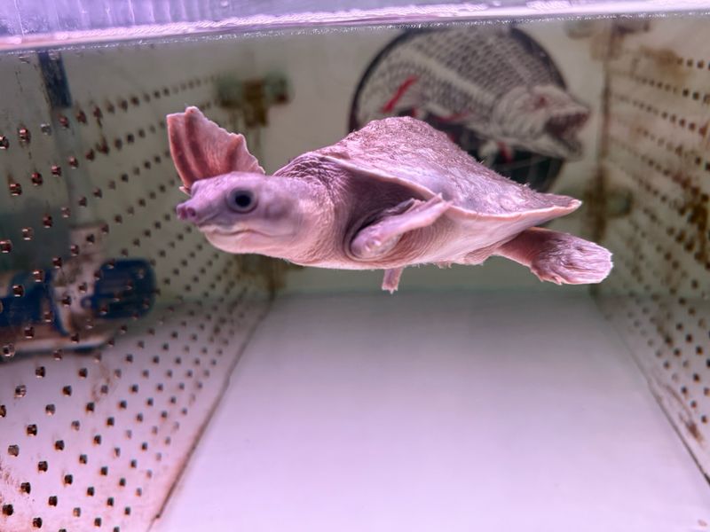 Fly River Turtle